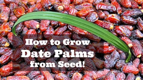 How to Grow Dates in the Philippines: Step.